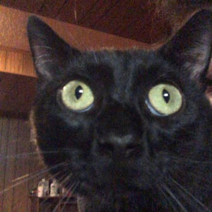 Meet your Posher, Sam